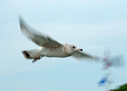 Just a dull gull-dsc_7232.jpg