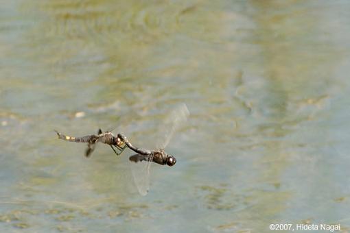 On (freakin' WEIRD) Golden Pond-08-14-07-weird-pond-dragonflies-1.jpg