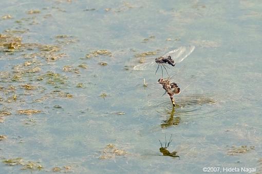 On (freakin' WEIRD) Golden Pond-08-14-07-weird-pond-dragonflies-2.jpg