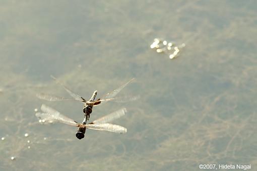 On (freakin' WEIRD) Golden Pond-08-14-07-weird-pond-dragonflies-3.jpg