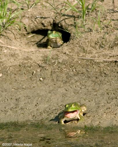 On (freakin' WEIRD) Golden Pond-08-14-07-weird-pond-frogs-5.jpg