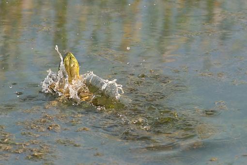 On (freakin' WEIRD) Golden Pond-08-14-07-weird-pond-frogs-2.jpg