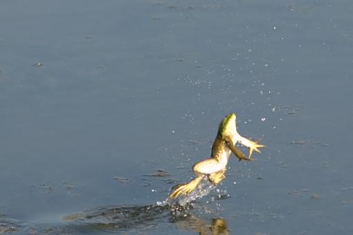 On (freakin' WEIRD) Golden Pond-08-14-07-weird-pond-frogs-4.jpg