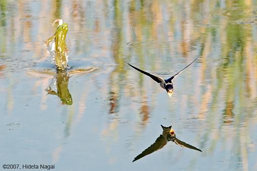 On (freakin' WEIRD) Golden Pond-08-14-07-weird-pond-swallows-3.jpg