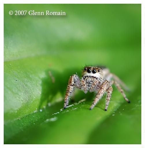 Jumping Spider-metaphid-jumping-spider.jpg