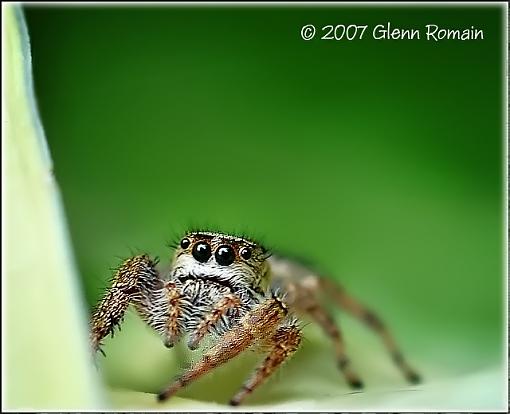 Jumping Spider-metaphid-jumping-spider1.jpg