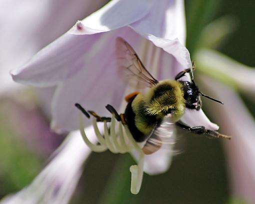 On Location:  Home-sons-bee.jpg