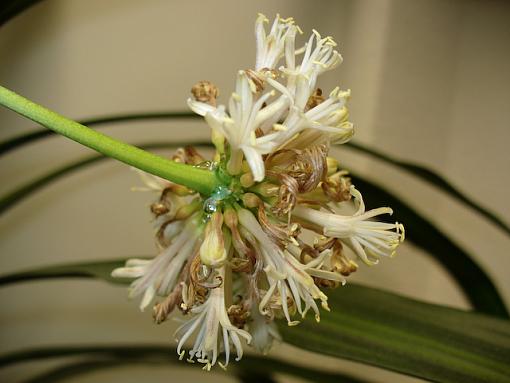 Office Blooms-p1060107.jpg