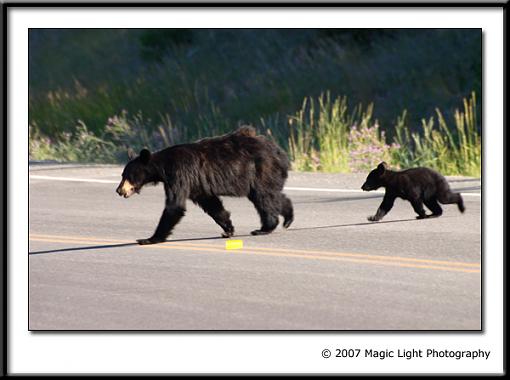 Moms with babies from Glacier and the Tetons-crw_8051.jpg