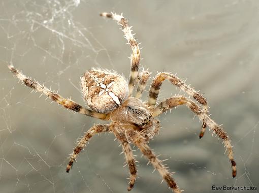 Resident Spider.-spider-8.jpg