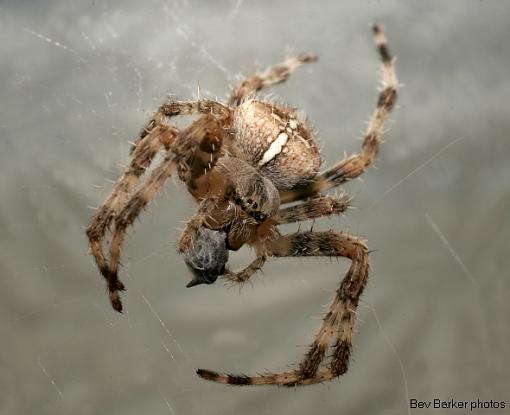 Resident Spider.-spider-18.jpg