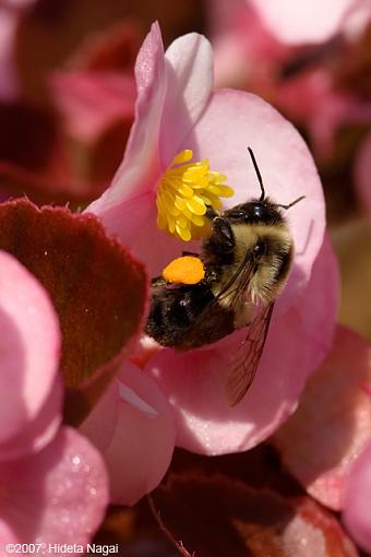 The Birds and the Bees-08-18-07-bee-1.jpg