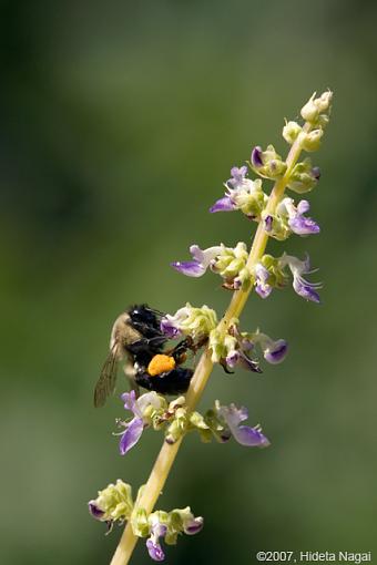 The Birds and the Bees-08-18-07-bee-2.jpg