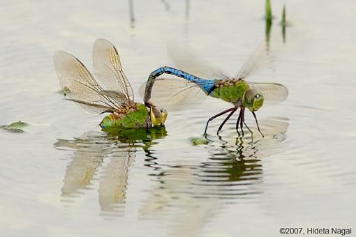 The Birds and the Bees-08-21-07-mating-3.jpg