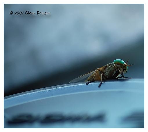 More Macro testing.-deer-fly.jpg