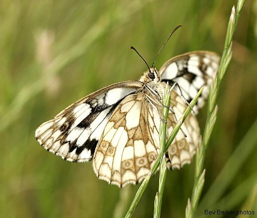 The Marbled White Butterfly-marble-5.jpg