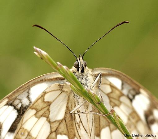 The Marbled White Butterfly-marble-6.jpg