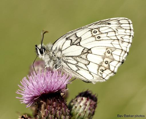 The Marbled White Butterfly-marbled-white-3.jpg