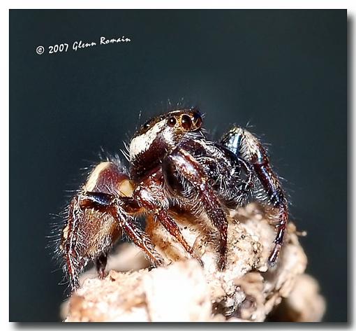 More Macro`s-daring-jumping-spider.jpg