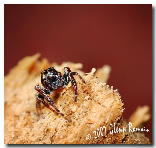 More Macro`s-daring-jumping-spider1.jpg