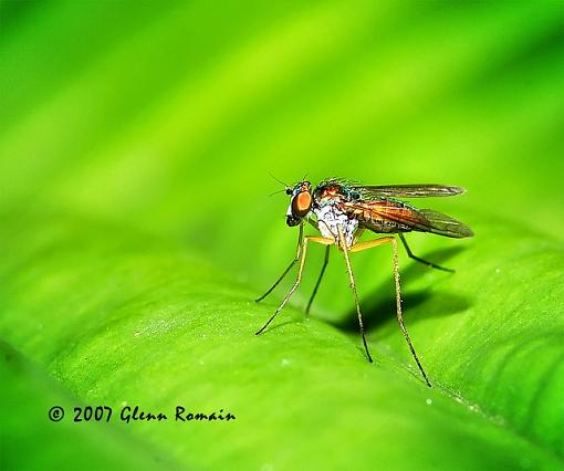 More Macro`s-long-legged-fly.jpg