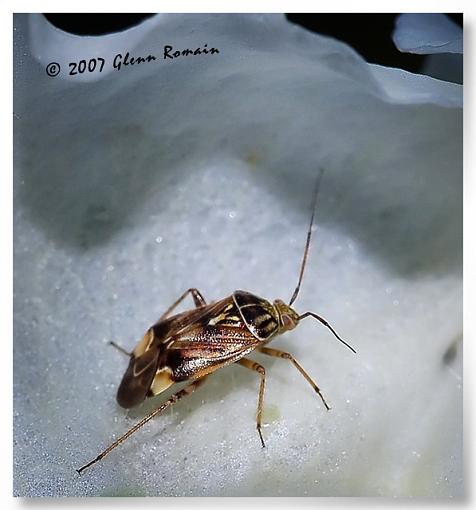 More Macro`s-tarnished-plant-bug.jpg