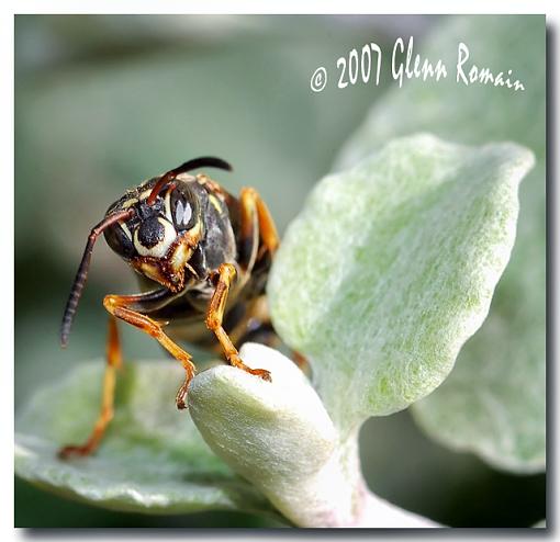 More Macro`s-wasp.jpg