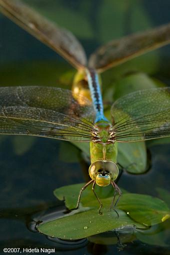 Dragonfly Sex - from all angles-08-22-07-mating-dragonflies-1.jpg