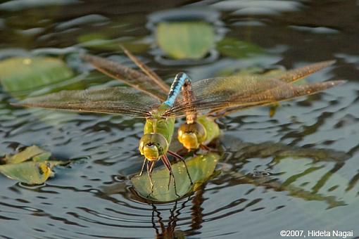 Dragonfly Sex - from all angles-08-22-07-mating-dragonflies-2.jpg