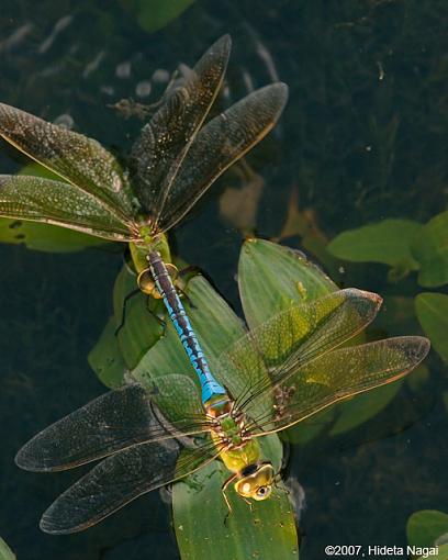 Dragonfly Sex - from all angles-08-22-07-mating-dragonflies-3.jpg