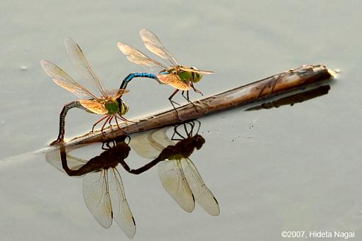 Dragonfly Sex - from all angles-08-22-07-mating-dragonflies-4.jpg