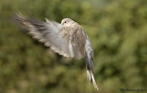 Collared Doves in flight.-pigeon-flight.jpg