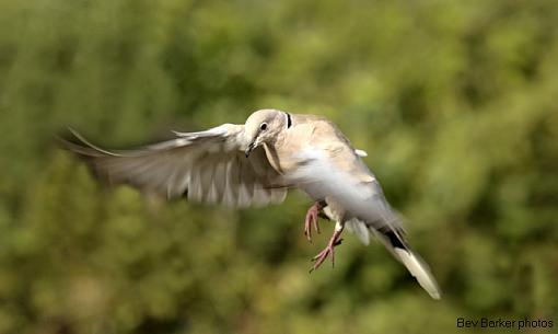 Collared Doves in flight.-pidgeon-3.jpg