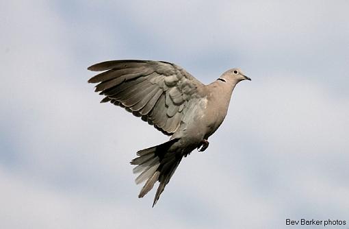 Collared Doves in flight.-pidgeon-8.jpg