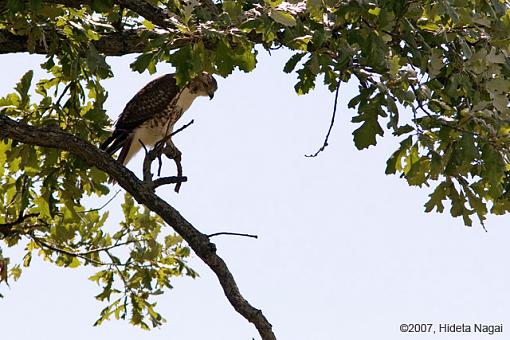 A Hawk Story-08-31-07-hawk-story-2.jpg