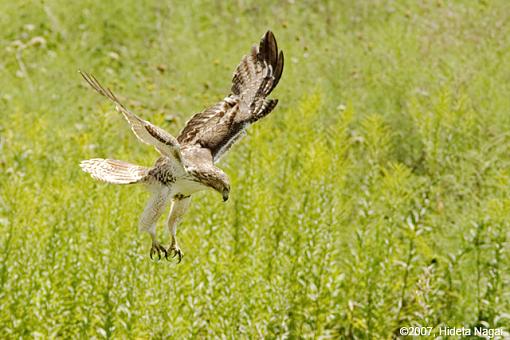 A Hawk Story-08-31-07-hawk-story-3.jpg