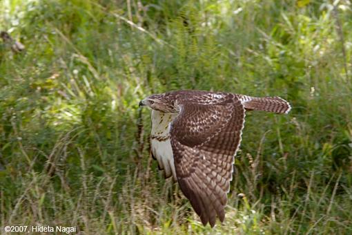 A Hawk Story-08-31-07-hawk-story-4.jpg