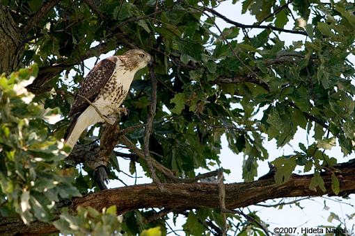 A Hawk Story-08-31-07-hawk-story-5.jpg