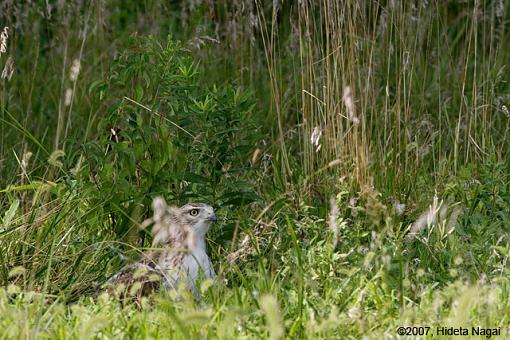 A Hawk Story-08-31-07-hawk-story-6.jpg