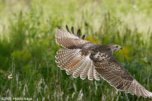 A Hawk Story-08-31-07-hawk-story-7.jpg