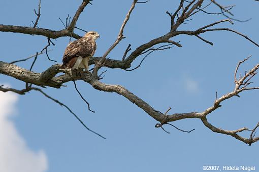 A Hawk Story-08-31-07-hawk-story-9.jpg