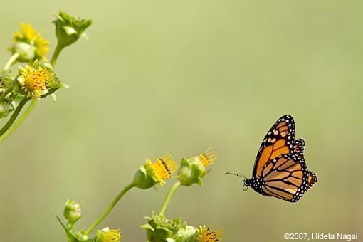 Flying Butterflies-flying-butterflies-1.jpg