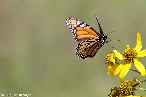 Flying Butterflies-flying-butterflies-2.jpg