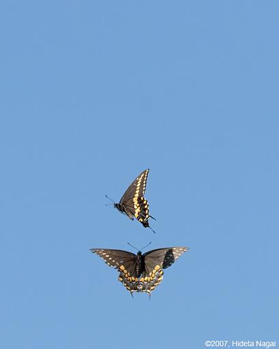 Flying Butterflies-flying-butterflies-3.jpg