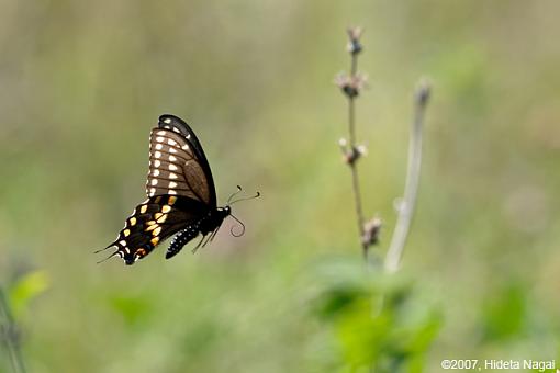 Flying Butterflies-flying-butterflies-4.jpg