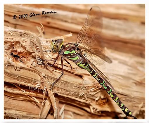 Green Dragon and a Forest Wolf Spider.-green-dragon-color-edit-.jpg