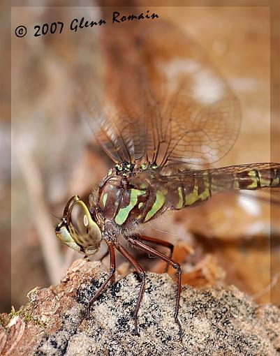 Green Dragon and a Forest Wolf Spider.-green-dragon-profile-.jpg