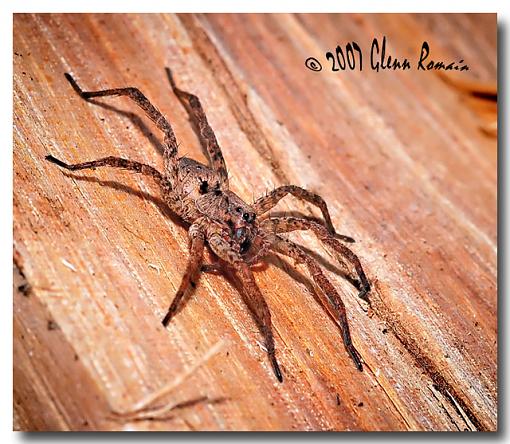 Green Dragon and a Forest Wolf Spider.-forest-wolf-spider.jpg