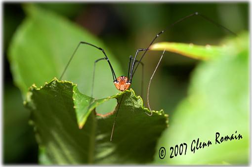 Green Dragon and a Forest Wolf Spider.-daddy-long-leg.jpg