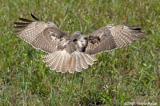 A Hawk Story-hawk-story-revisited-3.jpg